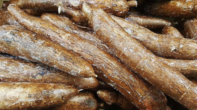 Singkong Membara: Dari Komoditas Terbuang Jadi Emas Putih Petani Indonesia