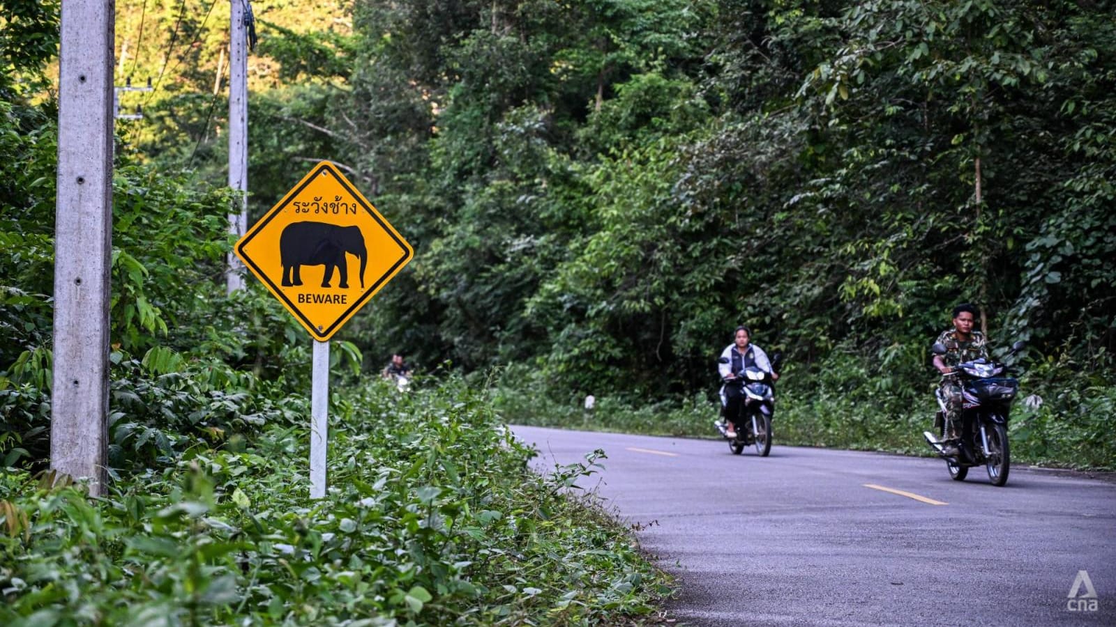 Dilema Thailand: Membangun Waduk Raksasa atau Menyelamatkan Gajah Liar?